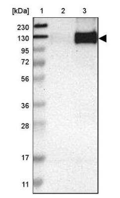 Western Blot: PCDHGA2 Antibody [NBP2-54658]