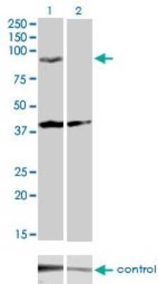 Western Blot: PCDHGA2 Antibody (2A7) [H00056113-M01]