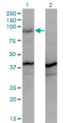Western Blot: PCDHGA2 Antibody (2A7) [H00056113-M01]