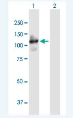 Western Blot: PCDHGA4 Antibody [H00056111-B01P-50ug]