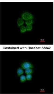 Immunocytochemistry/ Immunofluorescence: PCDHGA6 Antibody [NBP2-15064]
