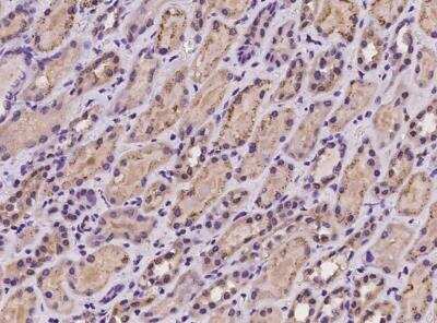 Immunohistochemistry-Paraffin: PCDHGB3 Antibody [NBP3-06432]