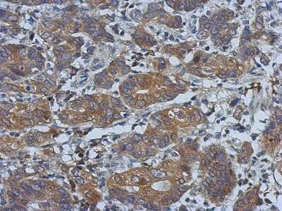Immunohistochemistry-Paraffin: PCDHGB4 Antibody [NBP2-15065]