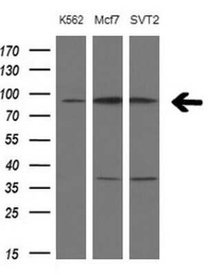 Western Blot: PCDHGC5 Antibody (OTI2F3) [NBP2-46341]
