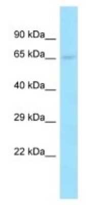 Western Blot: PCDP1 Antibody [NBP3-09303]
