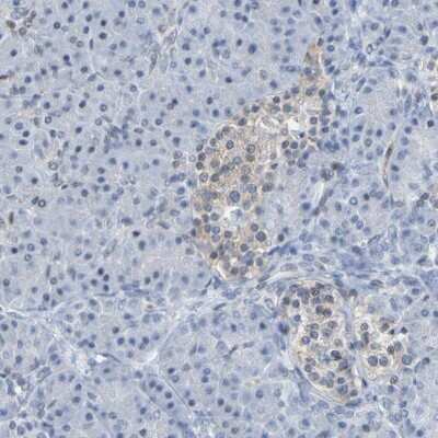 Immunohistochemistry-Paraffin: PCGF1 Antibody [NBP1-82767]