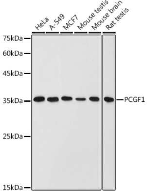 Western Blot: PCGF1 AntibodyAzide and BSA Free [NBP3-16635]
