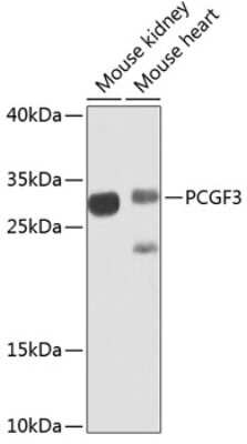 Western Blot: PCGF3 AntibodyBSA Free [NBP2-93613]