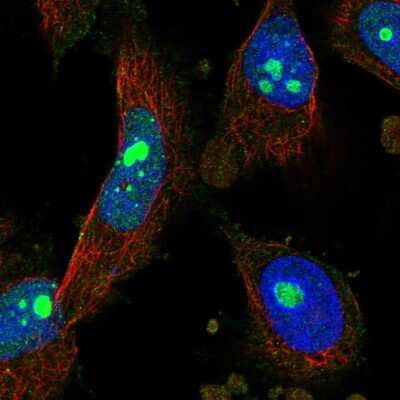 Immunocytochemistry/ Immunofluorescence: PCGF5 Antibody [NBP1-82745]