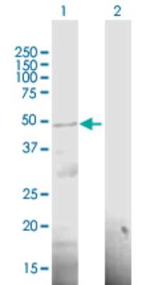 Western Blot: PCID2 Antibody [H00055795-B01P]
