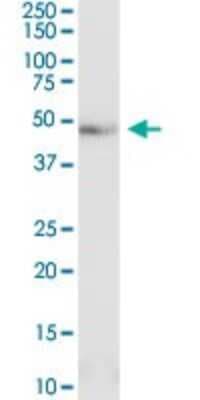 Western Blot: PCID2 Antibody [H00055795-D01P]