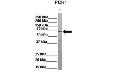Western Blot: PCK1 Antibody [NBP1-54720]
