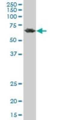 Western Blot: PCK2 Antibody (2C9) [H00005106-M05]