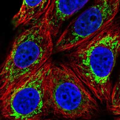 Immunocytochemistry/ Immunofluorescence: PCK2 Antibody [NBP2-33606]