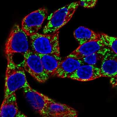 Immunocytochemistry/ Immunofluorescence: PCK2 Antibody [NBP2-33685]