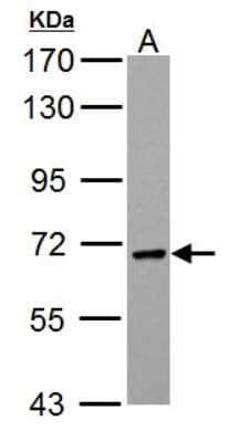 Western Blot: PCK2 Antibody [NBP1-31241]
