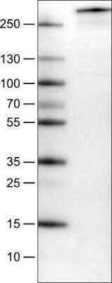 Western Blot: PCM1 Antibody (CL0206) [NBP2-52878]