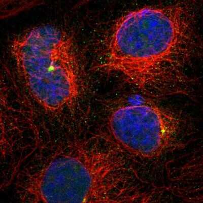 Immunocytochemistry/ Immunofluorescence: PCM1 Antibody [NBP1-87195]