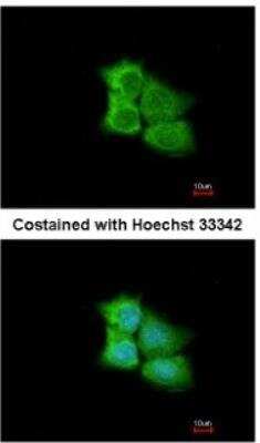 Immunocytochemistry/ Immunofluorescence: PCMT1 Antibody [NBP1-33019]
