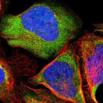 Immunocytochemistry/ Immunofluorescence: PCMT1 Antibody [NBP1-85806]