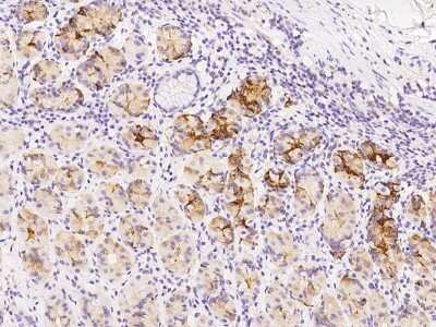 Immunohistochemistry-Paraffin: PCMT1 Antibody [NBP2-97711]