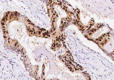 Immunohistochemistry-Paraffin: PCNA Antibody (144) [NBP2-90058]