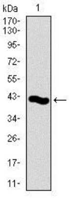 Western Blot: PCNA Antibody (7H4F8)BSA Free [NBP2-37414]