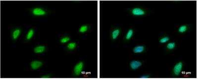 Immunocytochemistry/ Immunofluorescence: PCNA Antibody [NBP1-32075]