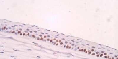 Immunohistochemistry: PCNA Antibody (PC10) - Azide and BSA Free [NBP2-80905]