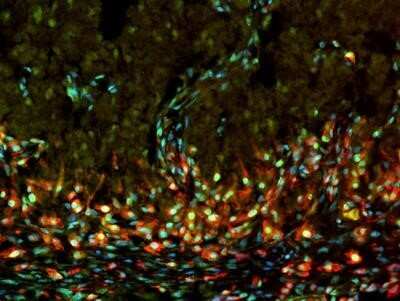 Immunohistochemistry-Paraffin: PCNA Antibody (PC10) - Azide and BSA Free [NBP2-80905]