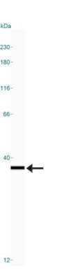 Simple Western: PCNA Antibody (PC10)Azide and BSA Free [NBP2-80905]