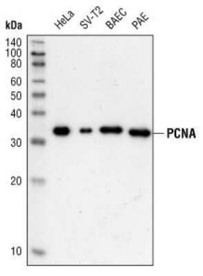 Western Blot: PCNA Antibody (PC10)Azide and BSA Free [NBP2-80905]