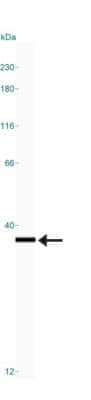 Simple Western: PCNA Antibody (PC10) [NB500-106]