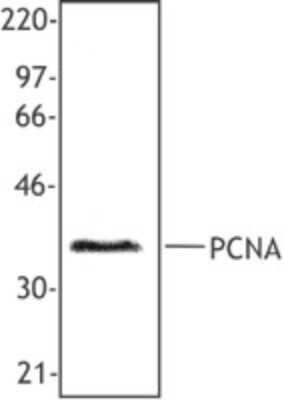 Western Blot: PCNA Antibody (PC10) [NB500-106]