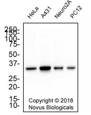 Western Blot: PCNA Antibody (PC10) [NB500-106]