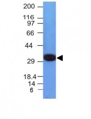 Western Blot: PCNA Antibody (PCNA/694)Azide and BSA Free [NBP2-47835]