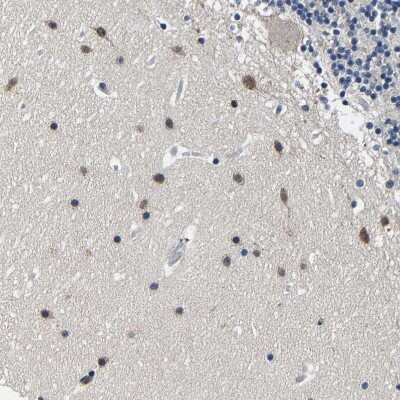 Immunohistochemistry-Paraffin: PCNXL2 Antibody [NBP1-94037]