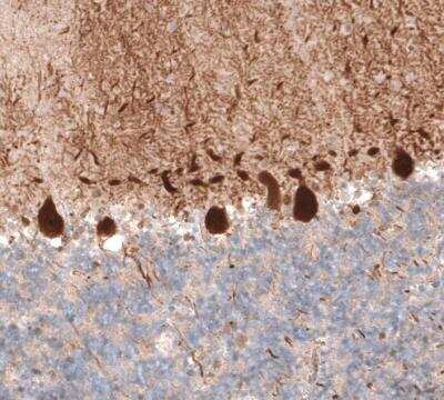 Immunohistochemistry-Paraffin: PCP4 Antibody (CL5306) [NBP2-61410]