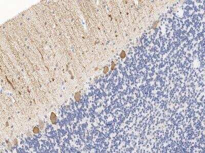 Immunohistochemistry-Paraffin: PCP4 Antibody [NBP3-14649]