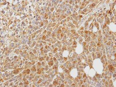 Immunohistochemistry-Paraffin: PCPE-1/PCOLCE Antibody [NBP1-33194]