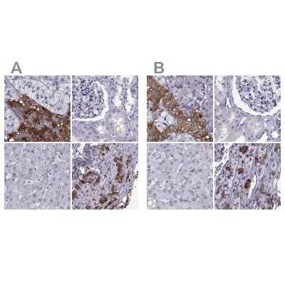 Immunohistochemistry-Paraffin: PCSK1N Antibody [NBP1-80797]