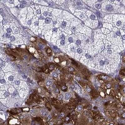 Immunohistochemistry-Paraffin: PCSK1N Antibody [NBP1-80797]