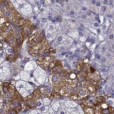 Immunohistochemistry-Paraffin: PCSK1N Antibody [NBP2-49423]