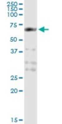 Immunoprecipitation: PCTAIRE1 Antibody (2E5) [H00005127-M02]