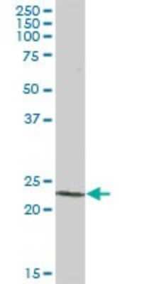 Western Blot: PCTP Antibody [H00058488-B01P]