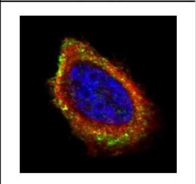 Immunocytochemistry/ Immunofluorescence: PCYOX1 Antibody [NBP2-19733]