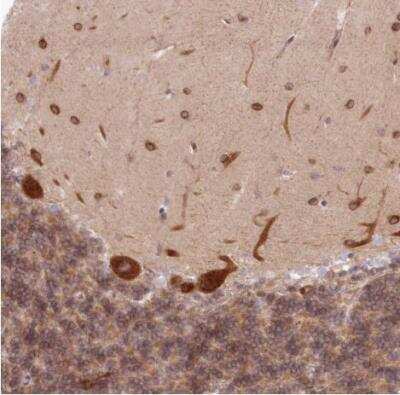 Immunohistochemistry-Paraffin: PCYOX1L Antibody [NBP1-81121]