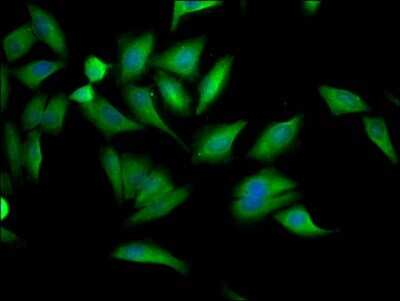 Immunocytochemistry/ Immunofluorescence: PCYT1A Antibody (4F2) [NBP3-15213]