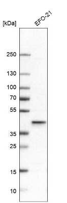 Western Blot: PCYT1A Antibody [NBP1-84366]