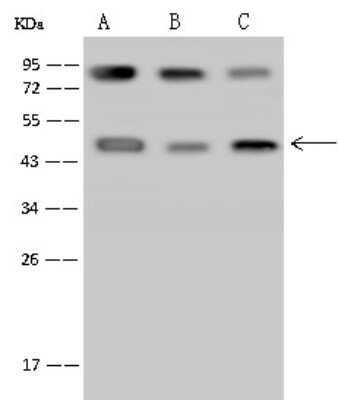Western Blot: PCYT1A Antibody [NBP2-97692]